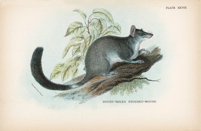 Brush-Tailed Pouched-Mouse by English School